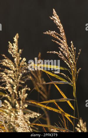 Common Reed (Phragmites australis) Nahaufnahme des Samenkopfs, Hintergrundbeleuchtung bei geringer Wintersonne, auf dem Gelände des ehemaligen offenen Kohlebergwerks, St. Aidans RSPB Stockfoto