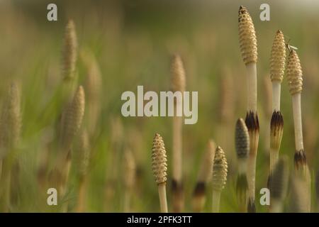 Field Horsetail (Equisetum arvense) Fertile Cones, with Cranefly (Tipula sp.), Sheffield, South Yorkshire, England, Vereinigtes Königreich Stockfoto