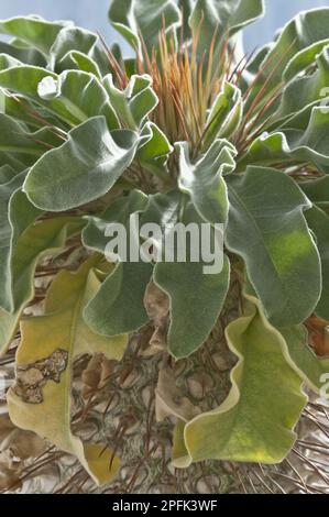 Halfmens (Pachypodium namaquanum) – Nahaufnahme der Blätter, Kirstenbosch National Botanical Garden, Kapstadt, Westkap, Südafrika Stockfoto