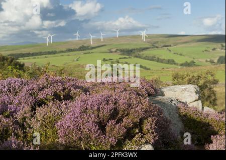 Blühende Heidekraut (Calluna vulgaris), die in Moorlandhabitaten wächst, mit Windturbinen des Windparks auf der gegenüberliegenden Seite des Dales Stockfoto