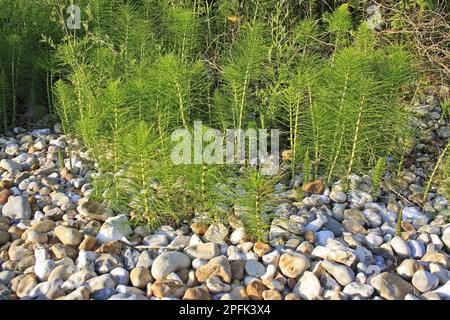 Riesenschwalbenschwanz (Equisetum telmateia), Pferdeschwalbenschwanz-Familie, Riesenschwalbenschwanz-Pflaster, das auf Kieselsteinen am Strand wächst, Bembridge, Isle of Wight Stockfoto