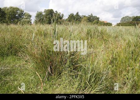 Rush, Rush (Cladium mariscus), Schneideschaufel, Schneideeis, Schneideeis, Great Fen Sedge im River Valley fen Habitat, Redgrave und Lopham Fen, Waveney Stockfoto