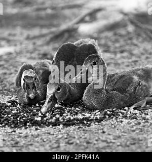 Drei kleine Hühnerenten fressen Vogelsaat in Schwarz-Weiß Stockfoto