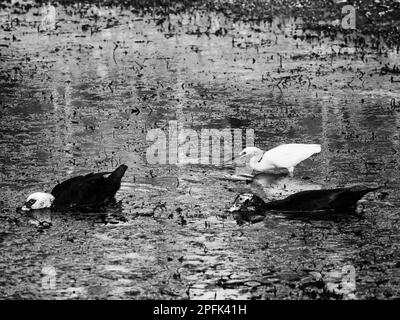 South TX - 2-6-2021 - zwei Enten und ein Egret in einem Teich, der in Balck and White isst Stockfoto