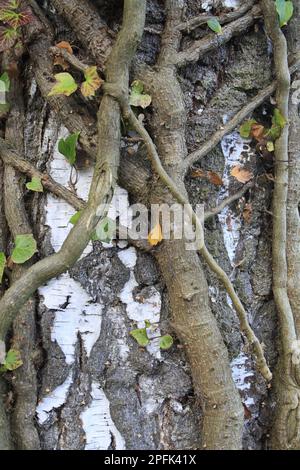 Ivy (Hedera Helix) Nahaufnahme von Stämmen, kletternder, warziger Birke (Betula pendula) Stamm, im Wald am Rande des Moors, im Valley Moor Reserve, Markt Stockfoto