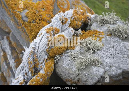 Orangefarbene Flechten (Caloplaca Marina) und elfenbeinfarbene Flechten (Ramalina siliquosa), die an Seilen und Trockenmauern wachsen, Fair Isle, Shetland-Inseln Stockfoto