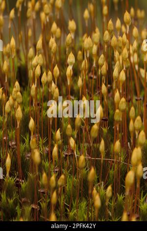 Maiden Hair Moss (Polytrichum commune) Fruiting capsules, growing in Torf Mog, Derbyshire, England, Vereinigtes Königreich Stockfoto