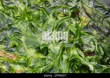 Meersalat (Ulva lactuca), Meersalat, Grüne Algen, Grüne Algen, Seetang, Bei Ebbe exponierter Salat, Swanage, Dorset, England, Vereinigtes Königreich Stockfoto