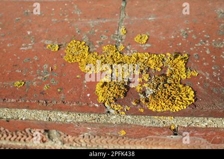 Seezunge (Xanthoria parietina), Seezunge, Seezunge, Seezunge, Seezunge, die auf Hausfensterglas angebaut wird, Suffolk, England, Vereinigtes Königreich Stockfoto