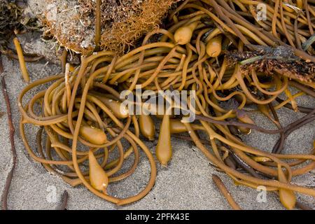 Riesentang (Macrocystis pyrifera) mit Pneumatozysten (Luftblasen), nach einem Sturm am Strand angespült, Pazifischer Ozean, Mooslandung, Central Stockfoto