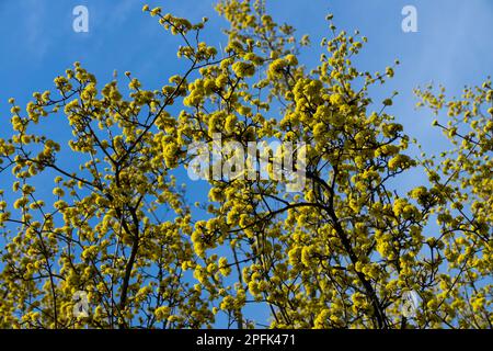 Cornelianische Kirsche, Cornus Mas Tree, European Cornel, Dogwood, Blossoms, Frühling, Jahreswetter Stockfoto