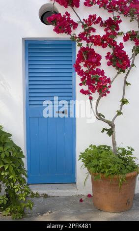 Bougainvillea (Bougainvillea) (Bougainvillea sp.) In einem Topf, neben der blauen Tür in der Küstenstadt, Positano, Amalfiküste, Kampanien, Ital Stockfoto