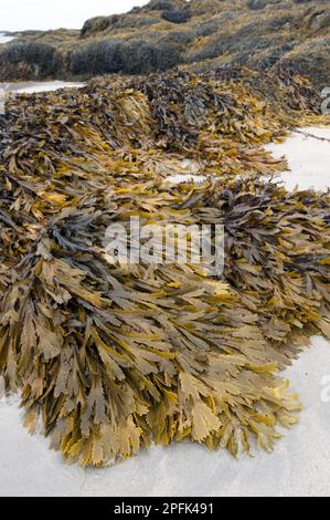 Toothspot (Fucus serratus) Frond, wächst auf Felsen, am Strand bei Ebbe, Isle of Tiree, Inner Hebrides, Schottland, Vereinigtes Königreich Stockfoto