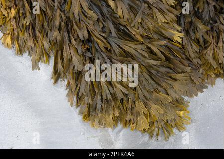 Toothspot (Fucus serratus) Frond, wächst auf Felsen, am Strand bei Ebbe, Isle of Tiree, Inner Hebrides, Schottland, Vereinigtes Königreich Stockfoto