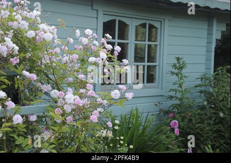 Kulturrosen (Rosa sp.) "David Austin", blühend, wächst auf einem Spalier neben einem hölzernen Sommerhaus im Garten, Bentley, Suffolk, Engl Stockfoto