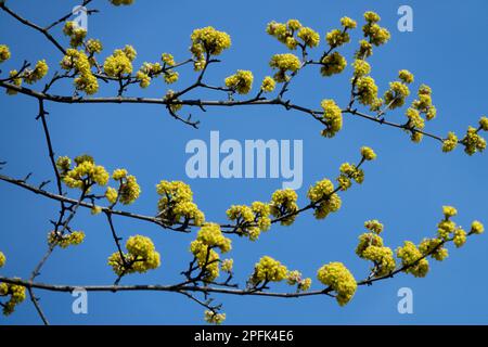 Cornelianische Kirsche, Cornus Mas kleine Haufen winziger, leuchtend gelber Blumen auf Zweigen Blüten im Frühling Stockfoto