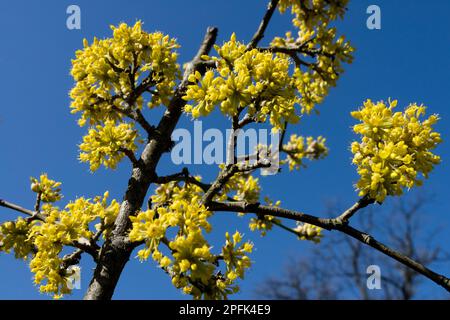 Kornelian Cherry, Cornus MAS, Blooms on Branch, Cornus, Anfang Frühling, erstens, bienenfreundlich, Pflanzen Spätwinter, blühend, Pflanze Stockfoto