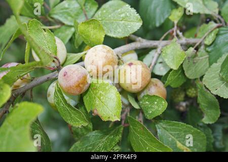 Greengage (Prunus domestica ssp. italica) Nahaufnahme des Anbaus reifer Früchte in Hecken, Bacton, Suffolk, England, Vereinigtes Königreich Stockfoto