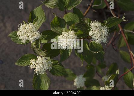 Roter Korbweidendorn (Cornus sericea) Nahaufnahme der Blumen, Neufundland, Kanada Stockfoto