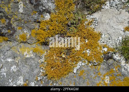 Golden Hair Lichen (Teloschistes flavicans) auf Küstenfelsen, Ramsey Island, St. David's Peninsula, Pembrokeshire, Wales, Großbritannien, Europa Stockfoto