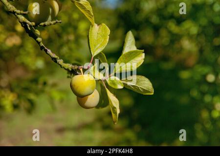 Damon (Prunus domestica var. Insititia) „Mirabelle Golden Sphere“, Nahaufnahme von Früchten, Anbau in Obstgarten, Norfolk, England, Vereinigtes Königreich Stockfoto