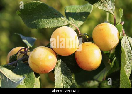 Greengage (Prunus domestica ssp. italica) Nahaufnahme des Obstanbaus in Hedge, Mendlesham, Suffolk, England, Vereinigtes Königreich Stockfoto