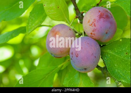 Pflaume (Prunus domestica) „Opal“, Nahaufnahme von Früchten, Anbau in Obstgarten, Norfolk, England, Vereinigtes Königreich Stockfoto