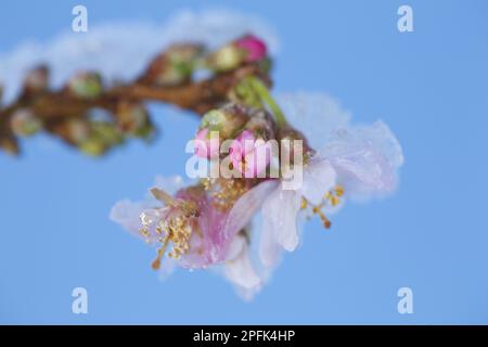 Rosebud Cherry (Prunus x subhirtella) „autumnalis Rosea“, Nahaufnahme von Blumen mit Schnee, wächst im Garten, Powys, Wales, Vereinigtes Königreich Stockfoto