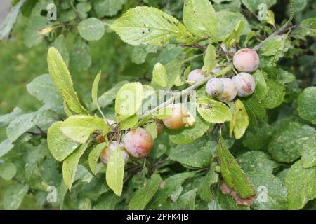 Greengage (Prunus domestica ssp. italica) Nahaufnahme des Anbaus reifer Früchte in Hecken, Bacton, Suffolk, England, Vereinigtes Königreich Stockfoto