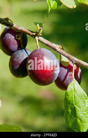 Damon (Prunus domestica var. Insititia) „Merry Weather“, Nahaufnahme von Obst, Anbau in Obstgarten, Norfolk, England, Vereinigtes Königreich Stockfoto