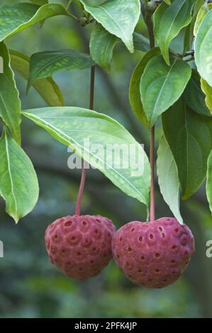Hundelholz (Cornus kousa x capitata) „Norman Hadden“, Zierhybride, Nahaufnahme von Früchten und Blättern, im Garten, Cambridgeshire Stockfoto