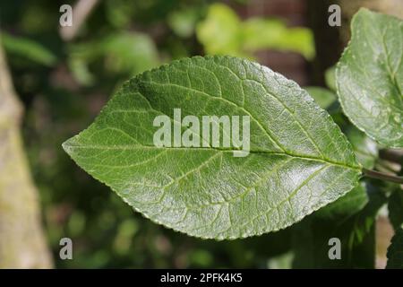 Prunus x domestica, Pflaume (Prunus domestica), Kulturpflaume, Rosaceae, Plum Nahaufnahme in Garten, Suffolk, England, Vereinigtes Königreich Stockfoto