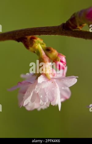 Rosebud Cherry (Prunus x subhirtella) „autumnalis Rosea“, Nahaufnahme von Blumen, die im Garten wachsen, Powys, Wales, Vereinigtes Königreich Stockfoto