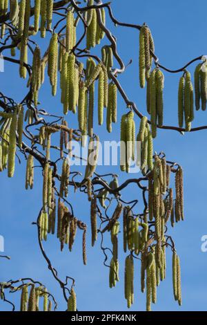 Harry Lauders Walking Stick, Corylus Avellana Contorta, Bloom, Hazel Catkins Stockfoto