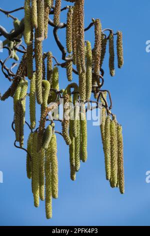 Corylus avellana Contorta, verdrehte Filbert, verdrehte Hazelnussgelbe männliche Catkins im Spätwinter und frühen Frühjahr Hazel Catkins Stockfoto