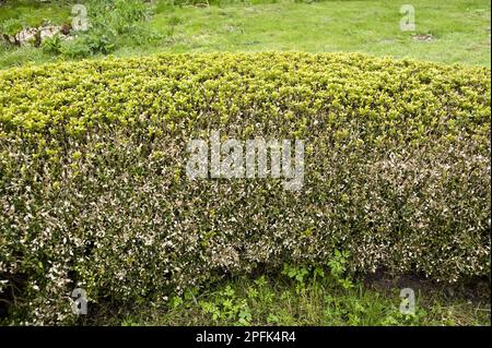 Box Blight, Cylindrocladiumn buxicola, Damage to (Buxus sempervirens) Parterre Hedge Stockfoto