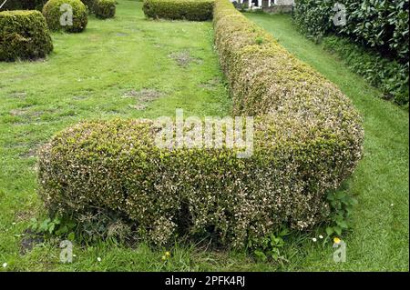 Box Blight, Cylindrocladiumn buxicola, Damage to (Buxus sempervirens) Parterre Hedge Stockfoto