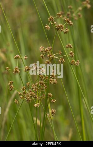 Stumpfer Rausch (Juncus subnodulosus), geknüpfter Rausch, Rush-Familie, stumpfer Rausch blüht, wächst in kalkhaltigem Fen, die Broten, Norfolk Stockfoto