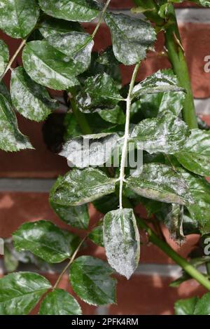 Pulveriger Schimmel, Podosphaera pannosa, auf kultivierter Rose, Rosa sp. „American Pillar Leaves“, Berkshire, England, Vereinigtes Königreich Stockfoto