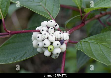 Roter Stiel Dogwood (Cornus) alba, weiße Früchte auf Zierstrauch, die im Winter für rote Stämme angebaut werden, Berkshire, England, Vereinigtes Königreich Stockfoto