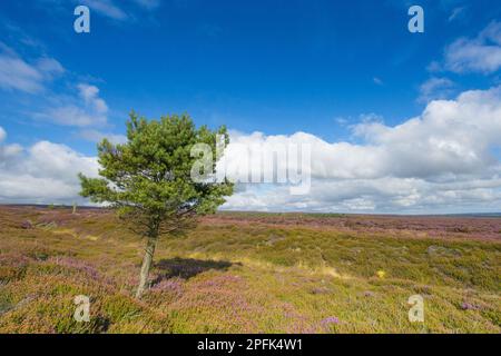 Blick auf das Moorland mit blühender Gemeiner Heidekraut (Calluna vulgaris) und isoliertem Schottenkiefernbaum (Pinus sylvestris), Blakey Ridge, North York Stockfoto