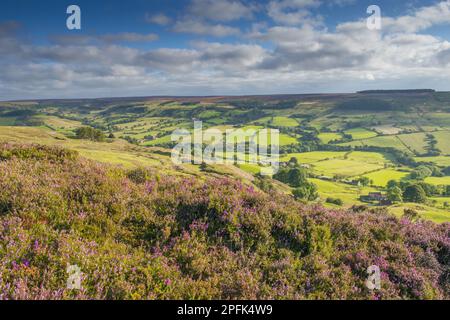 Moorland mit blühender Heidekraut (Calluna vulgaris) mit Blick auf Ackerland im Tal, Rosedale, North York Moors N. P. North Yorkshire Stockfoto