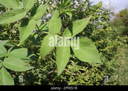 Nahaufnahme älterer Blätter (Sambucus nigra) aus der Hecke, Mendlesham, Suffolk, England, Vereinigtes Königreich Stockfoto