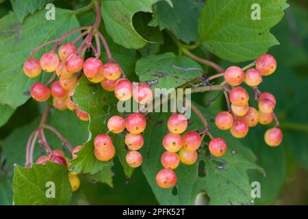 Common Snowball, Common Snowball, Muskweed, Guelder Rose (Viburnum opalus) Nahaufnahme von Obst, Strumpshaw Fen RSPB Reserve, Fluss Yare, die Broads Stockfoto