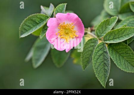 Hunderose (Rosa canina) Nahaufnahme von Blüten und Blättern, Cotswolds, Gloucestershire, England, Sommer Stockfoto