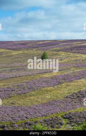 Moorbewirtschaftung, Streifen blühender Gemeine Heidekraut (Calluna vulgaris), die in Moorlandhabitaten wachsen, die für Moorhuhn-Jagd verwaltet werden, Blakey Ridge Stockfoto