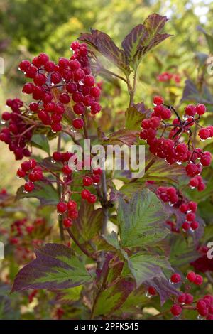 Guelderrose (Viburnum opalus) Nahaufnahme von Beeren, England, Vereinigtes Königreich Stockfoto