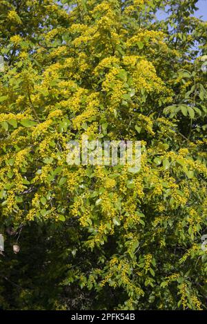 paliurus spina-christi (Paliurus aculeatus) Christus-Thorn in Flower, Bulgarien Stockfoto