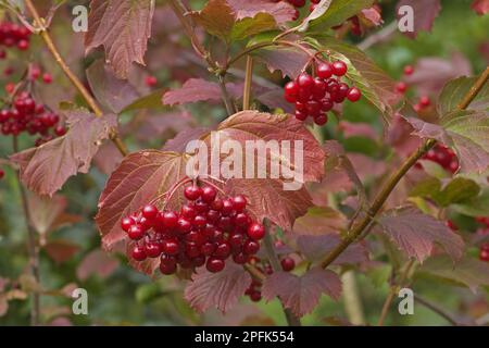 Guelder Rose (Viburnum opalus) – Nahaufnahme von Blättern und Beeren, Norfolk, England, Herbst Stockfoto