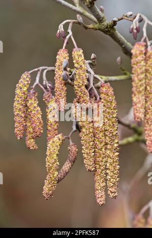 Schwarzerle (Alnus glutinosa) Nahaufnahme von Catkins, Dorset, England, Vereinigtes Königreich Stockfoto